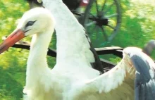 Pelplin: Grupa nastolatków skopała na śmierć bociana