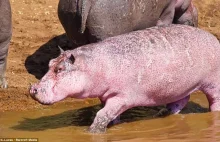 Niezwykle rzadki, różowy hipopotam i jego pobratymcy.