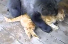Kot skutecznie broni się przed niedźwiadkiem