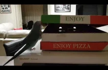 Papużka próbuje dostać się do pudełka z pizzą