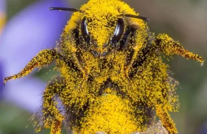 Wymieranie pszczół. Czy naprawdę istnieje takie zjawisko?