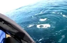 Bliskie spotkanie z wielorybem