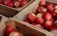 15 groszy za kilogram - tyle dostają producenci jabłek do soków