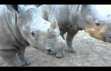 Jak brzmi młody nosorożec?