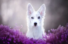 Polska fotograf robi najpiękniejsze portrety psów na świecie