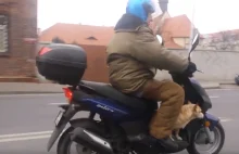 Pies, który jeździł… skuterem
