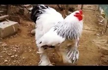 Kurczak Brahma - T-Rex wsród kurczaków
