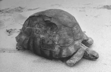 50 lat temu zmarł najstarszy żółw świata Tu'i Malila