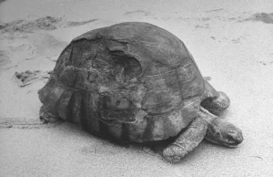 50 lat temu zmarł najstarszy żółw świata Tu'i Malila