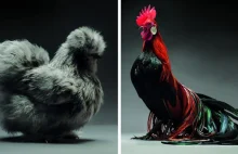 Sfotografowaliśmy setki najpiękniejszych kurczaków
