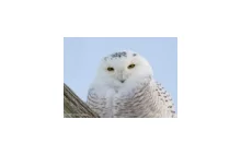 Fantastycznie piękna sowa śnieżna. Hedwiga w naturze