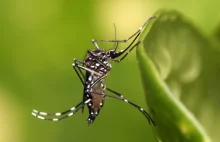 "Pocące" się billboardy, które przyciągają i zabijają komary