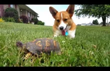 Turbo and the turtle