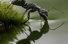 Mrówki w makrofotografii. Najbardziej "jadowite" mrówki.