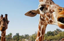 Po raz pierwszy na świecie udało się zarejestrować „mowę żyraf”!