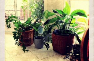Rośliny w domu – jak zapewnić im dobre warunki?