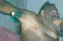 Latami zmuszali małpę do prostytucji [WIDEO]