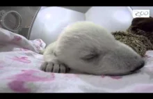 Śpiący mały miś polarny wydaje śmieszne dźwięki