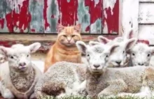 Kot Steve i jego owce
