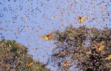 Monsanto - główny odpowiedzialny za zniknięcie motyli monarchów. [Eng]