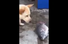 Wyjątkowy pies o złotym sercu próbuje uratować ryby polewając ją wodą.