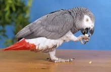 Powrót papugi marnotrawnej