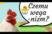 Czemu weganizm? - o cierpieniu zwierząt