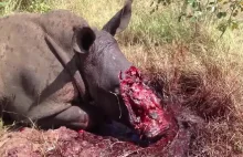 Oto do czego są zdolni kłusownicy:żywy nosorożec z wyciętymi rogiem [18+]