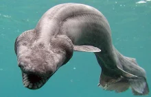 Prehistoryczny rekin zaskoczył naukowców u wybrzeża Portugalii