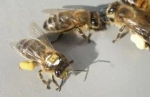 Naukowcy wiedzą, dlaczego wymierają pszczoły. Czeka nas głód?
