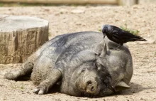 Izrael: Koniec ze świniami?