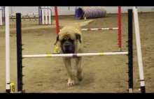 Mastiff na torze przeszkód