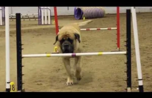 Mastiff na torze przeszkód