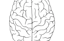 Która półkula Twojego mózgu jest tą dominującą?