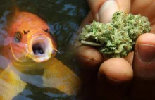 Kanadyjski producent marihuany używa rybich odchodów do redukcji zużycia wody