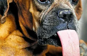 Pies z długim językiem