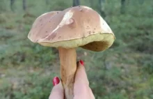 Tego jeszcze nie było! Wysyp grzybów na Dolnym Śląsku w listopadzie