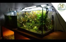 Akwarium 50l - ponad 3 lata od zalania. Akwarium roślinne Low-Tech.