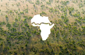 W poprzek Afryki stanie ściana drzew. Wszystko przez rozrastającą się Saharę