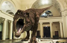 Sue – największy Tyrannosaurus rex