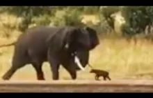 Malutki bawół pokazuje słoniowi kto tu rządzi
