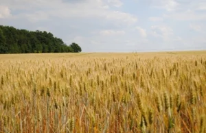 Polsce brakuje zboża. Ceny idą w górę