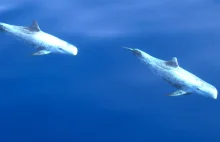 Delfin z CHOROBĄ DEKOMPRESYJNĄ? To pierwszy udokumentowany przypadek