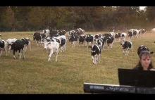Florida Dairy Farmers. Organizuje zawodowo koncerty dla krów mlecznych