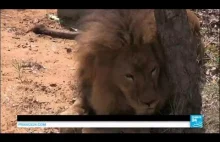 33 lwy cyrkowej niewoli trafiają do azylu w Afryce