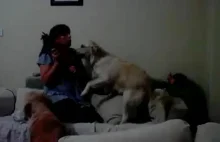Psy bronią dziecko przed udawanym atakiem matki