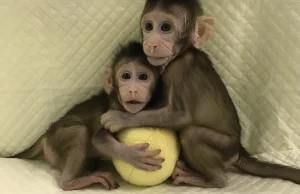 Chińczycy sklonowali małpy. Bariera klonowania naczelnych została przełamana
