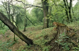 Taki piękny las, Toruński las
