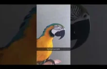 Najlepiej zadane pytania, papuga Ara pyta Cię . Macaw asks "what" in p...