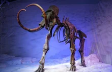 Stworzono żywe komórki zawierające DNA... mamuta!